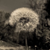 Dandelion: the messenger of wishes...